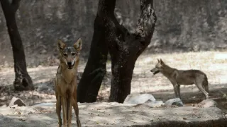 Uttar Pradesh: Search For ‘Man-Eater’ Wolves Intensifies In Bahraich, 165 Forest Personnel In Action